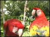 Send Free Love Online Greeting Card - Expressing My Love